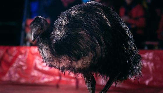 Цирк-шапито «Маска», Ачинск