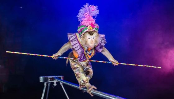 Цирк-шапито «Экстрим-Шоу», Назарово