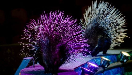 Цирк-шапито «Экстрим-Шоу», Назарово