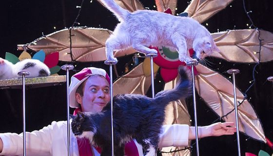 Дмитрий Куклачёв. Котобум